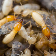 termites attacking home