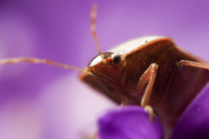 bed bug on flower