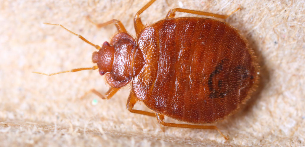 a baby bed bug