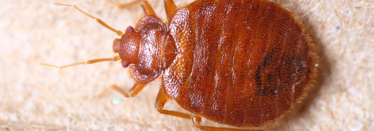 bed bug inside mattress