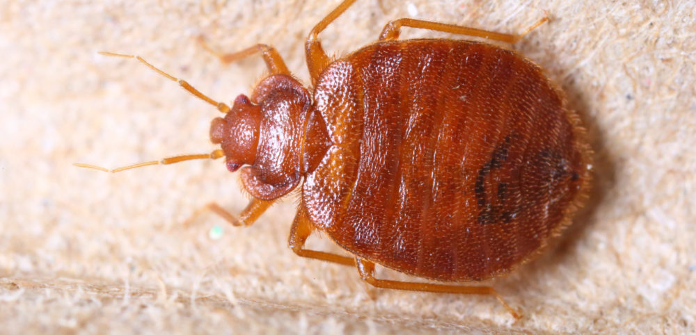 What Do Baby Bed Bugs Look Like Amco Ranger Termite Pest Solutions Amco Ranger