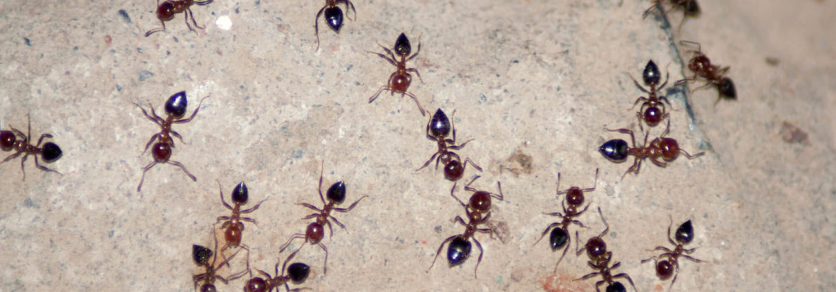 ants crawling wall