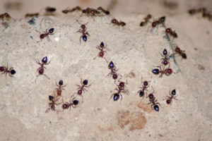 ants crawling wall