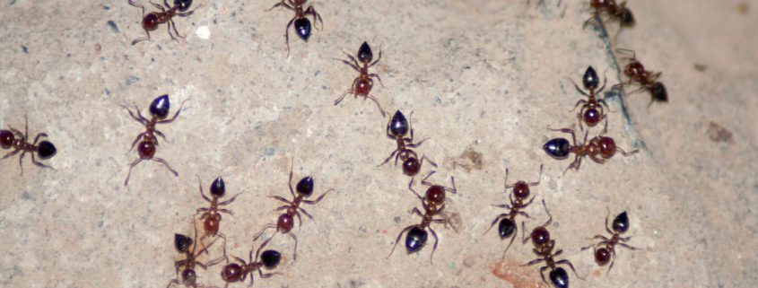 ants crawling wall