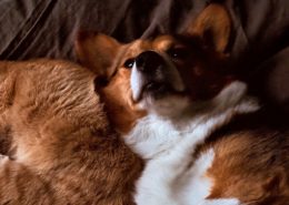 cat and dog laying together