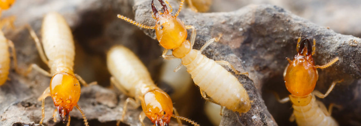 colony of termites