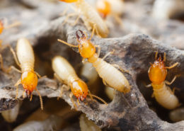 colony of termites