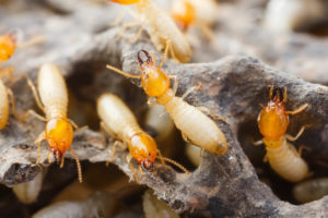 colony of termites