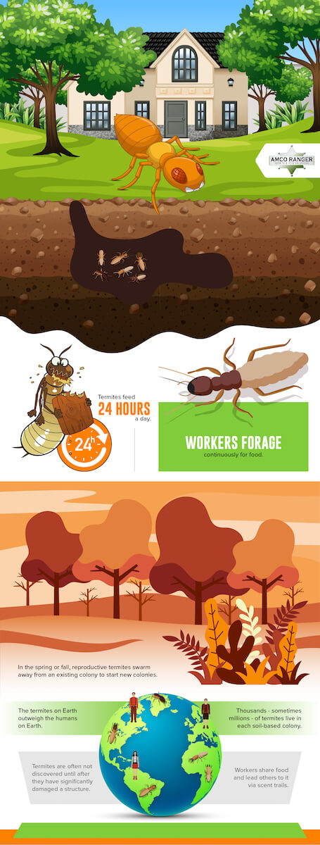 termite infographic