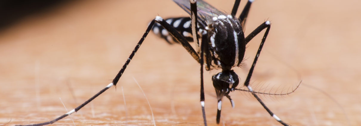 mosquito biting person