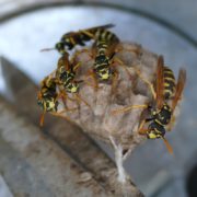 Yellowjacket wasp and home on scissor in tin