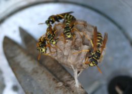 Yellowjacket wasp and home on scissor in tin