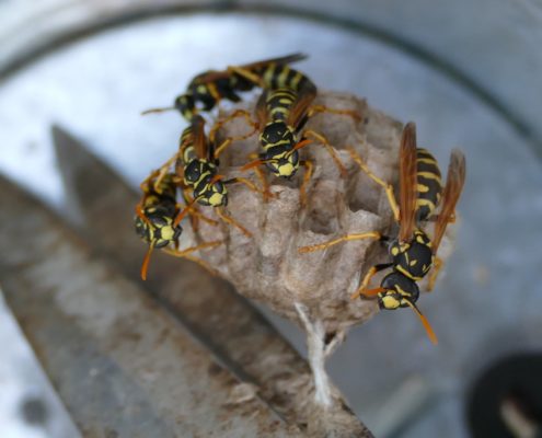 Yellowjacket wasp and home on scissor in tin