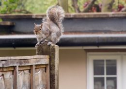 squirrel on fence