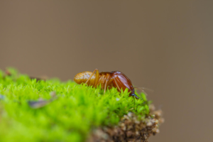 termite in grass