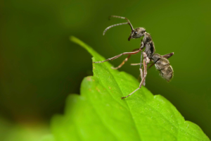 ant of a leaf