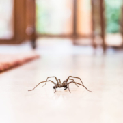 spider crawling through house