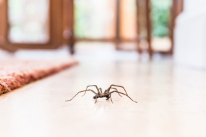 spider crawling through house