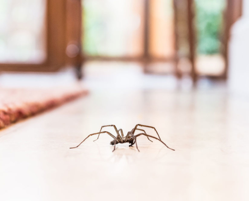 Brown Recluse (Violin Spider)  Missouri Department of Conservation