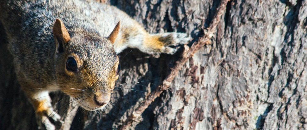 squirrel on climbing tree