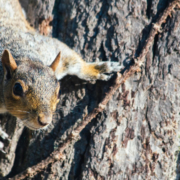 squirrel on climbing tree