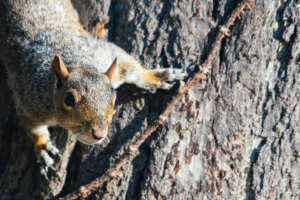 squirrel on climbing tree