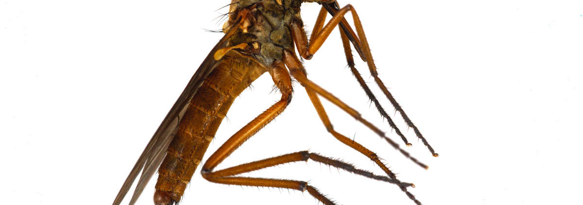 mosquito hibernating