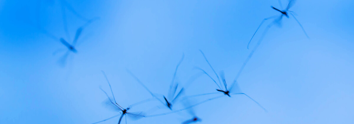flock of mosquitos
