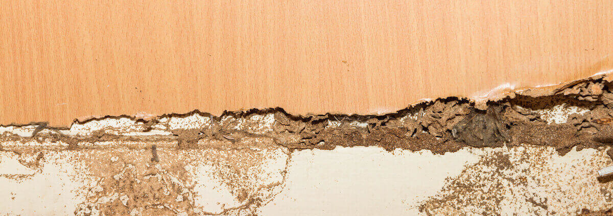 termites eating wood