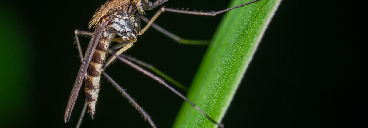 Backyard Mosquito Control 1 mosquito on plant in backyard