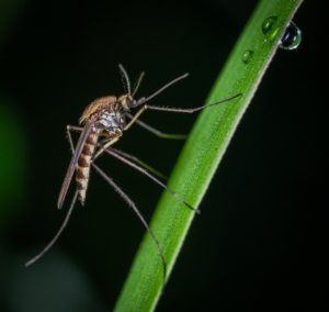 mosquito on plant in backyard