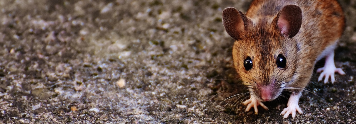 mouse looking for shelter