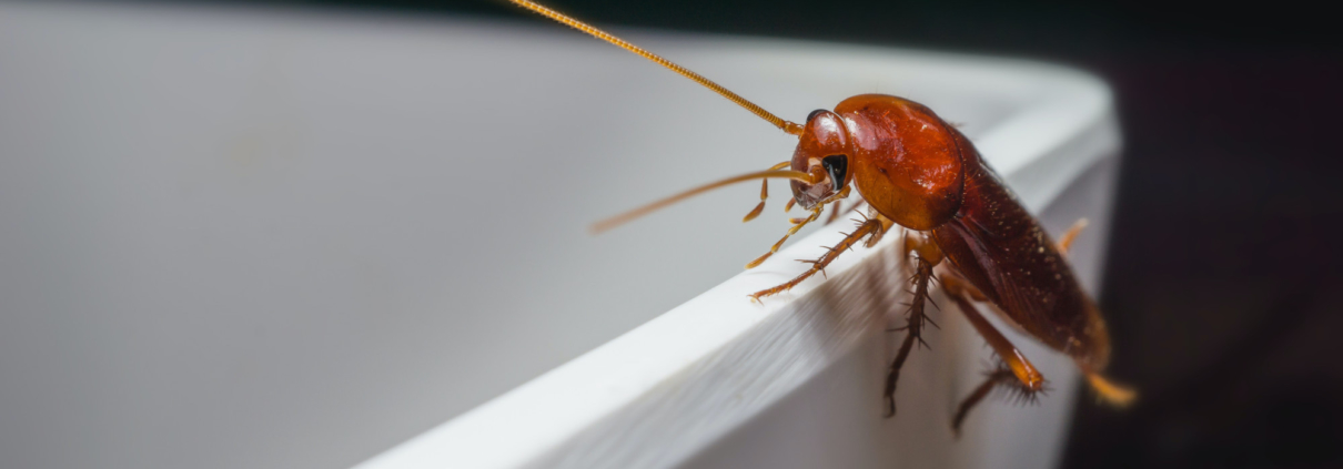 pest control near me