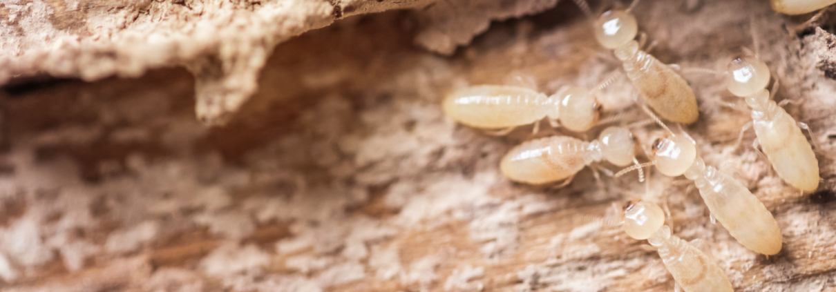 termite damage