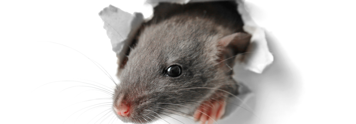 rodent infestation