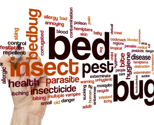 early signs of bed bugs