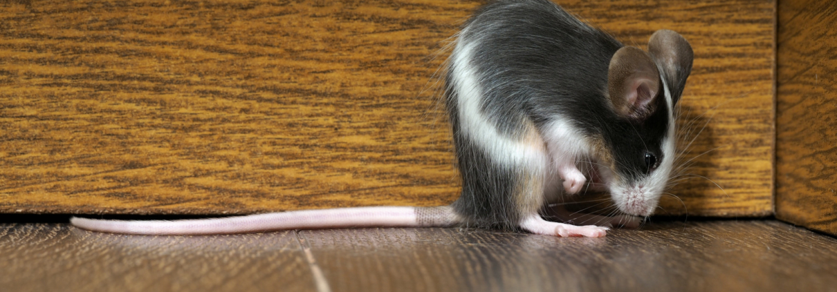 rodent problem