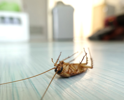pest control company