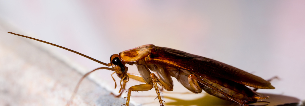 common pests