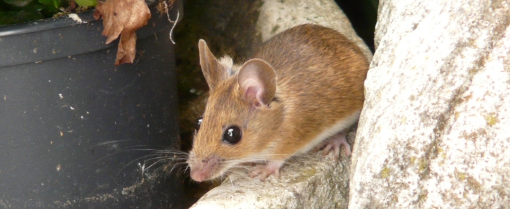How to Humanely Get Rid of Mice 1 get rid of mice