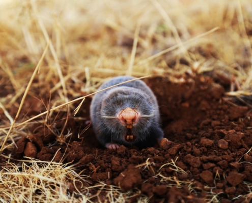 lawn moles