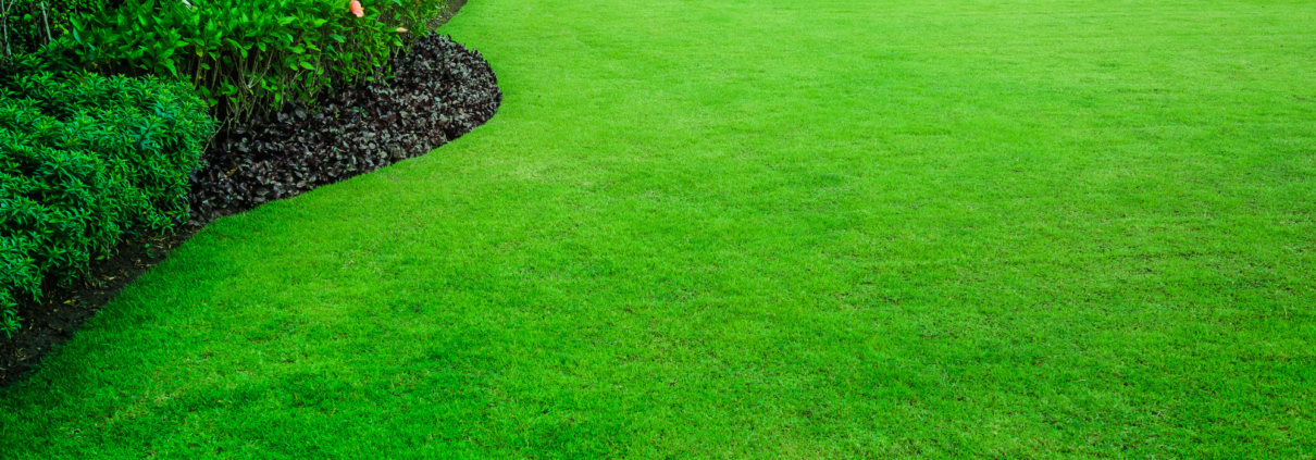 How to Achieve a Healthy Lawn (That Will Have Your Neighbors Envious) 1 healthy lawn