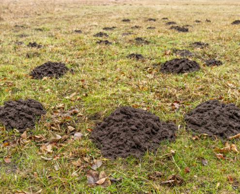 Molehills on a green lawn showing active mole damage in a residential yard.