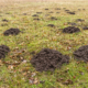 Molehills on a green lawn showing active mole damage in a residential yard.