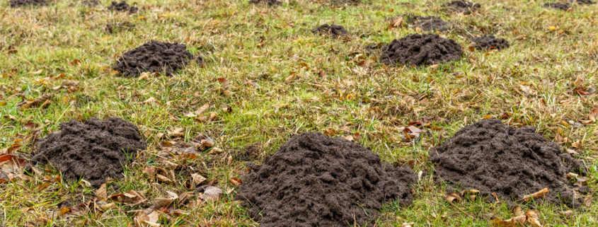 Molehills on a green lawn showing active mole damage in a residential yard.