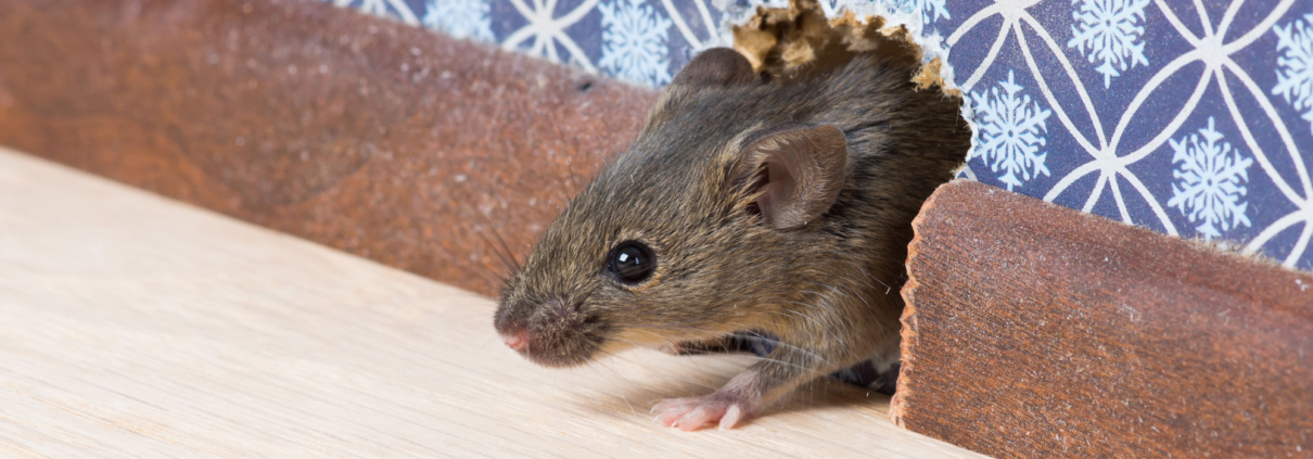 Mouse peeking out from a hole in the wall near baseboards, a clear sign of mice in walls and potential home infestation.