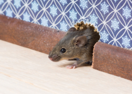 Mouse peeking out from a hole in the wall near baseboards, a clear sign of mice in walls and potential home infestation.