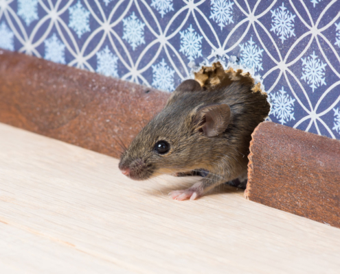Mouse peeking out from a hole in the wall near baseboards, a clear sign of mice in walls and potential home infestation.