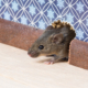 Mouse peeking out from a hole in the wall near baseboards, a clear sign of mice in walls and potential home infestation.