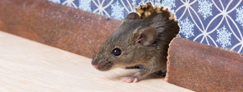 Mouse peeking out from a hole in the wall near baseboards, a clear sign of mice in walls and potential home infestation.